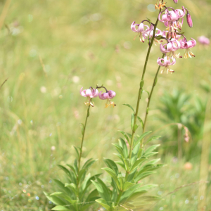 Photographie n°2548915 du taxon Lilium martagon L.