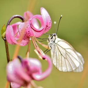 Photographie n°2548917 du taxon Lilium martagon L.