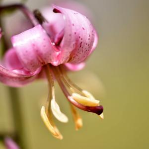 Photographie n°2548918 du taxon Lilium martagon L.