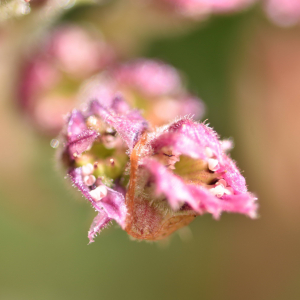 Photographie n°2548940 du taxon Sempervivum montanum L. [1753]