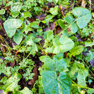 Photographie n°2548990 du taxon Sonchus oleraceus L.