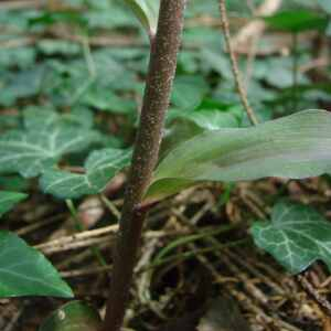 Photographie n°2549025 du taxon Epipactis purpurata Sm.