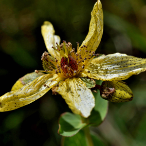 Photographie n°2549105 du taxon Hypericum richeri Vill. [1779]