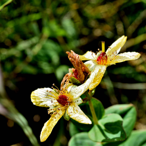 Photographie n°2549107 du taxon Hypericum richeri Vill. [1779]