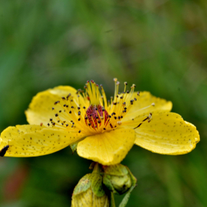 Photographie n°2549111 du taxon Hypericum richeri Vill. [1779]