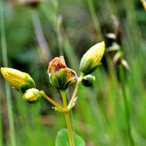 Photographie n°2549112 du taxon Hypericum richeri Vill. [1779]