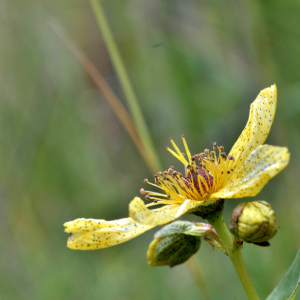 Photographie n°2549115 du taxon Hypericum richeri Vill. [1779]