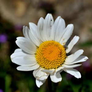 Photographie n°2549121 du taxon Leucanthemum adustum (W.D.J.Koch) Gremli [1898]