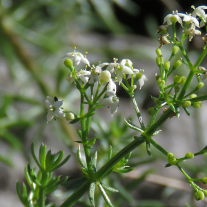 Photographie n°2549157 du taxon Galium lucidum All.