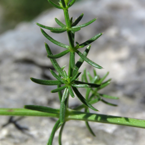 Photographie n°2549158 du taxon Galium lucidum All.