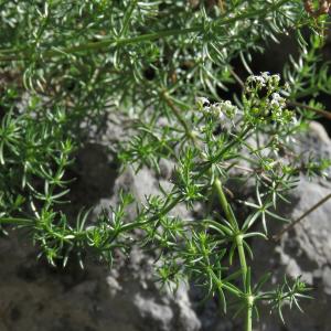 Photographie n°2549160 du taxon Galium lucidum All.