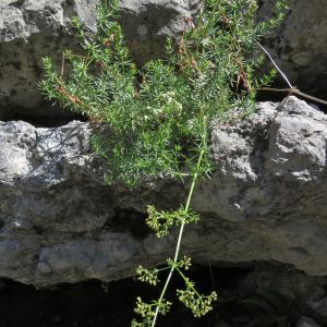 Photographie n°2549161 du taxon Galium lucidum All.