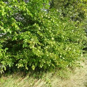 Photographie n°2549174 du taxon Corylus avellana L. [1753]