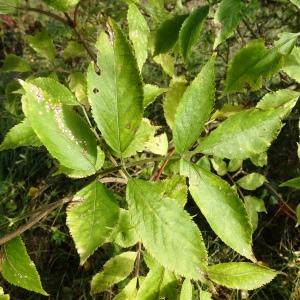 Photographie n°2549178 du taxon Sambucus racemosa L. [1753]