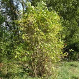 Photographie n°2549179 du taxon Sambucus racemosa L. [1753]