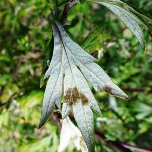 Photographie n°2549191 du taxon Artemisia vulgaris L. [1753]