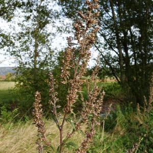 Photographie n°2549193 du taxon Artemisia vulgaris L. [1753]