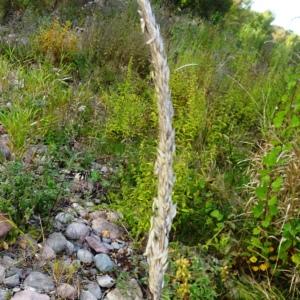 Photographie n°2549200 du taxon Calamagrostis arundinacea (L.) Roth [1788]