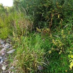 Photographie n°2549201 du taxon Calamagrostis arundinacea (L.) Roth [1788]