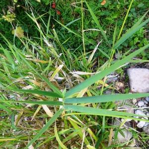 Photographie n°2549202 du taxon Calamagrostis arundinacea (L.) Roth [1788]