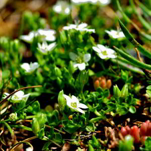 Photographie n°2549243 du taxon Arenaria biflora L. [1767]