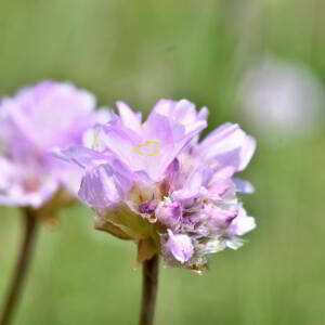 Photographie n°2549244 du taxon Armeria arenaria (Pers.) Schult. [1820]