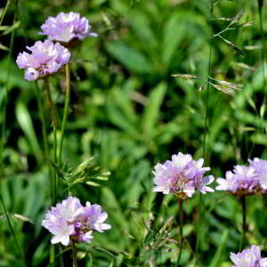 Photographie n°2549245 du taxon Armeria arenaria (Pers.) Schult. [1820]