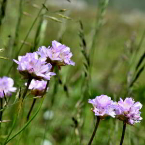 Photographie n°2549246 du taxon Armeria arenaria (Pers.) Schult. [1820]