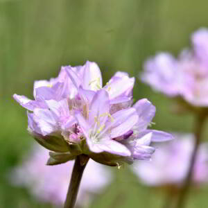 Photographie n°2549247 du taxon Armeria arenaria (Pers.) Schult. [1820]