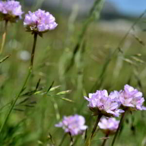 Photographie n°2549248 du taxon Armeria arenaria (Pers.) Schult. [1820]