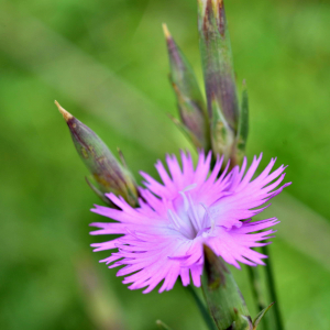 Photographie n°2549300 du taxon Dianthus hyssopifolius L. [1755]