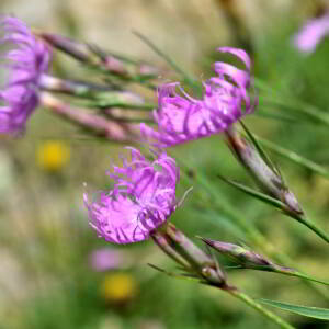 Photographie n°2549304 du taxon Dianthus hyssopifolius L. [1755]