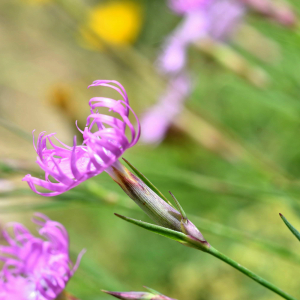 Photographie n°2549307 du taxon Dianthus hyssopifolius L. [1755]