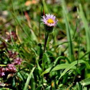 Photographie n°2549344 du taxon Erigeron alpinus L. [1753]