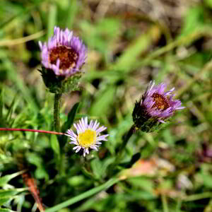 Photographie n°2549345 du taxon Erigeron alpinus L. [1753]