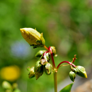 Photographie n°2549377 du taxon Hypericum richeri Vill. [1779]