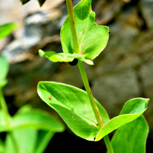 Photographie n°2549383 du taxon Hypericum richeri Vill. [1779]