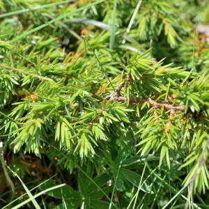 Photographie n°2549386 du taxon Juniperus communis L. [1753]
