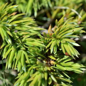 Photographie n°2549387 du taxon Juniperus communis L. [1753]