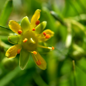 Photographie n°2549445 du taxon Saxifraga aizoides L. [1753]