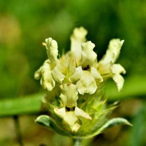 Photographie n°2549468 du taxon Sideritis hyssopifolia L. [1753]