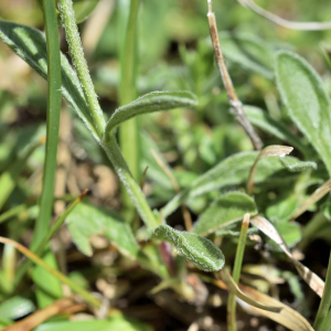 Photographie n°2549473 du taxon Sideritis hyssopifolia L. [1753]