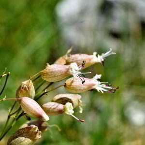 Photographie n°2549474 du taxon Silene vulgaris (Moench) Garcke [1869]