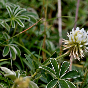 Photographie n°2549478 du taxon Trifolium montanum L. [1753]