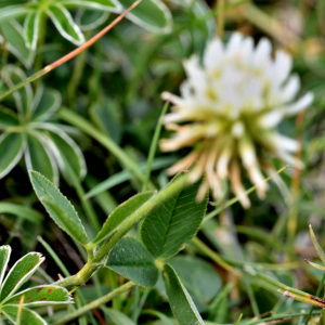 Photographie n°2549479 du taxon Trifolium montanum L. [1753]