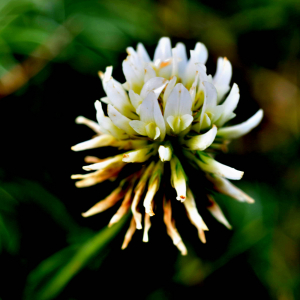 Photographie n°2549480 du taxon Trifolium montanum L. [1753]