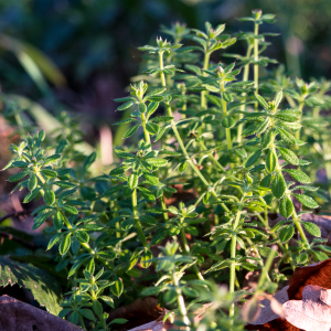 Photographie n°2549493 du taxon Galium aparine L.