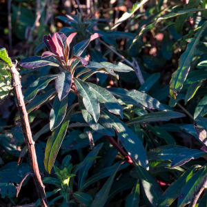 Photographie n°2549495 du taxon Euphorbia amygdaloides L.