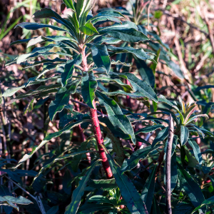 Photographie n°2549496 du taxon Euphorbia amygdaloides L.