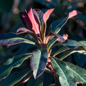 Photographie n°2549497 du taxon Euphorbia amygdaloides L.